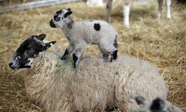 Sheep with lamb on back