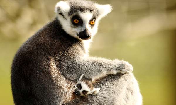 lemurs at exmoor zoo