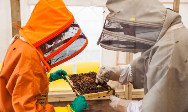 bee keepers at quince honey farm