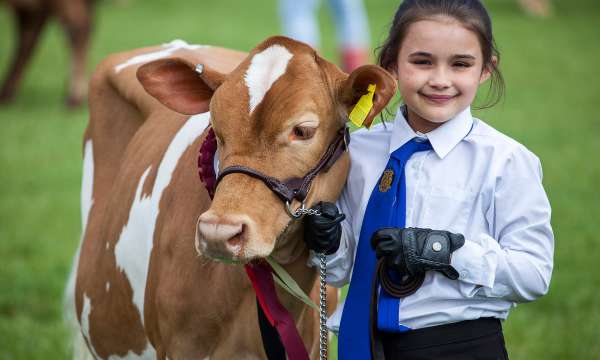 Girl with Cow at Devon County Show Parade