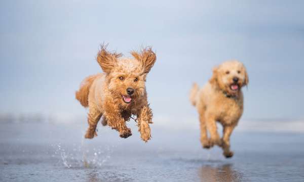 Two dogs running on the beach