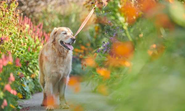 Dog walking around RHS Rosemoor 