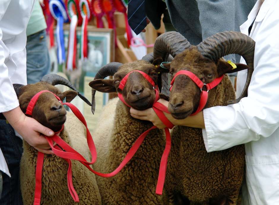 3 Sheep at Devon County Show