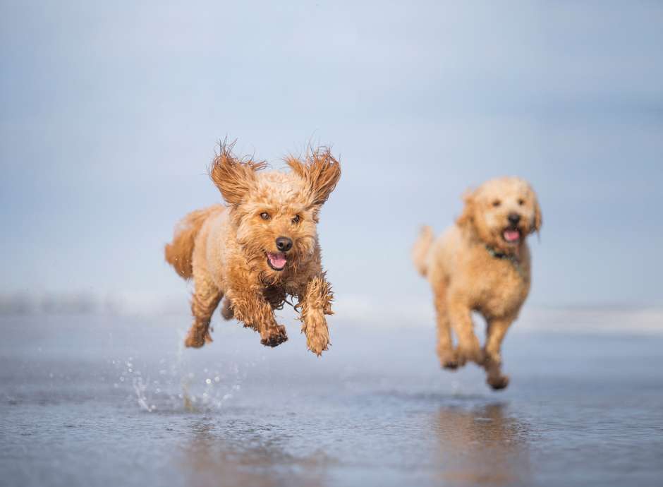 Two dogs running on the beach