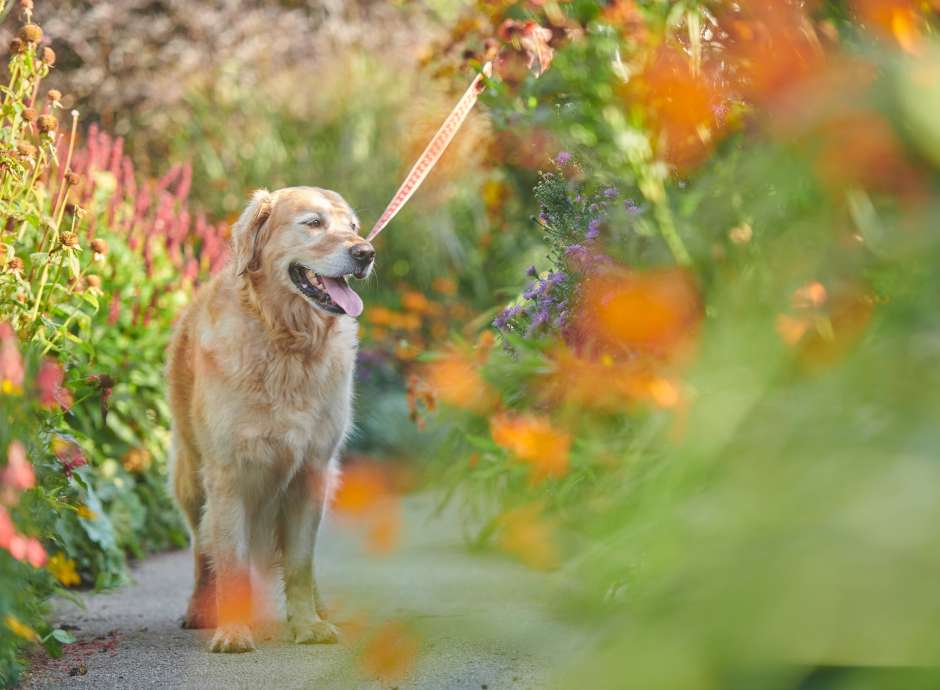 Dog walking around RHS Rosemoor 
