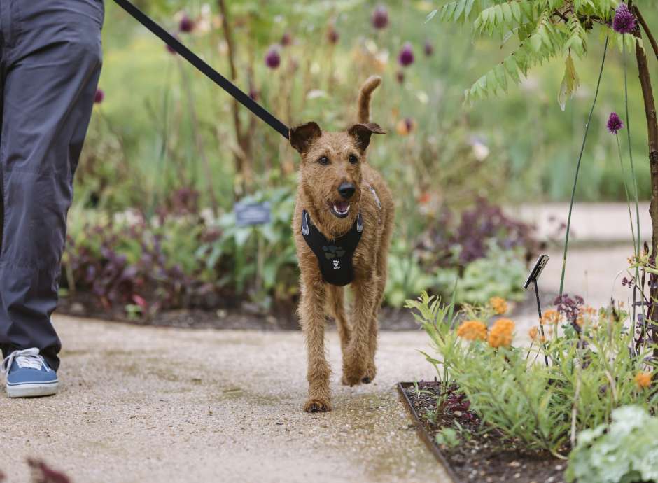 Dog on lead in RHS Rosemoor